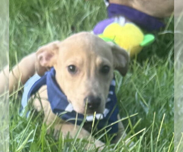 Medium Photo #3 American Pit Bull Terrier-Unknown Mix Puppy For Sale in Oakhurst, NJ, USA