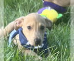 Small #2 American Pit Bull Terrier Mix