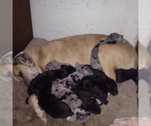 Mother of the Great Dane puppies born on 01/27/2020
