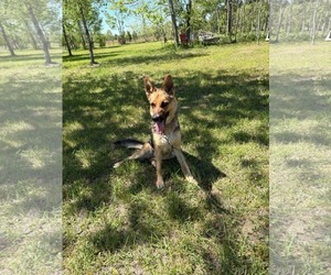 German Shepherd Dog Dogs for adoption in LOGANVILLE, GA, USA