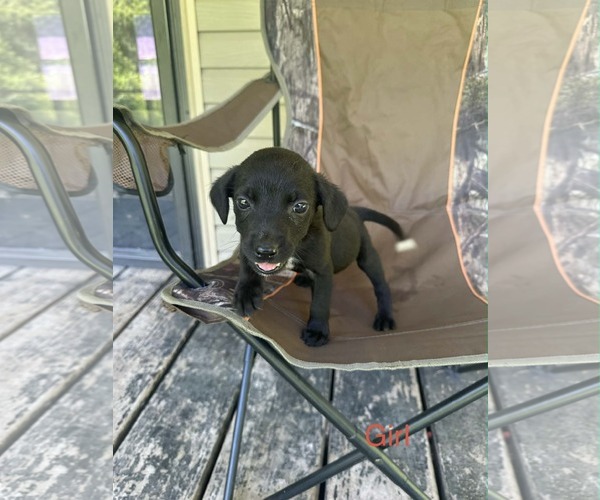 Medium Photo #1 Labrador Retriever-Unknown Mix Puppy For Sale in SHERBURNE, NY, USA