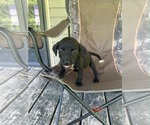 Small Labrador Retriever Mix