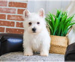 Small #6 West Highland White Terrier