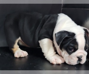 English Bulldog Puppy for sale in BRANDON, FL, USA