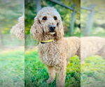 Small #4 Poodle (Standard) Mix