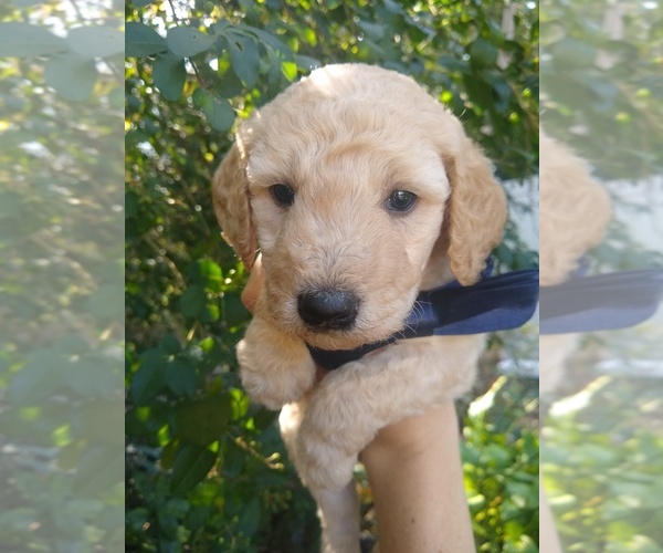 Medium Photo #23 Goldendoodle Puppy For Sale in ZEBULON, NC, USA