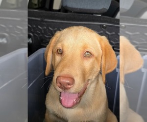 Medium Labrador Retriever