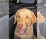 Puppy Ricky Jr Labrador Retriever