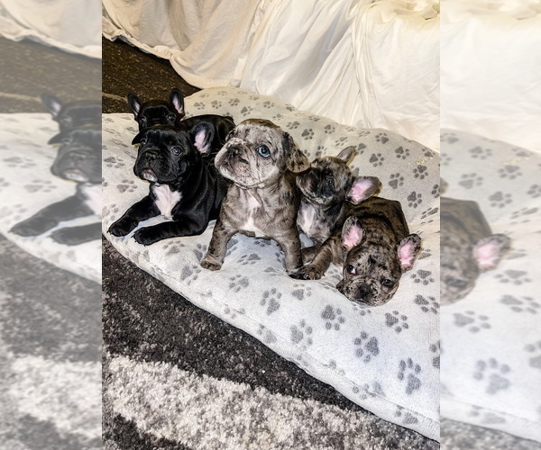 Medium Photo #23 French Bulldog Puppy For Sale in GIG HARBOR, WA, USA