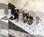 Small Photo #23 French Bulldog Puppy For Sale in GIG HARBOR, WA, USA