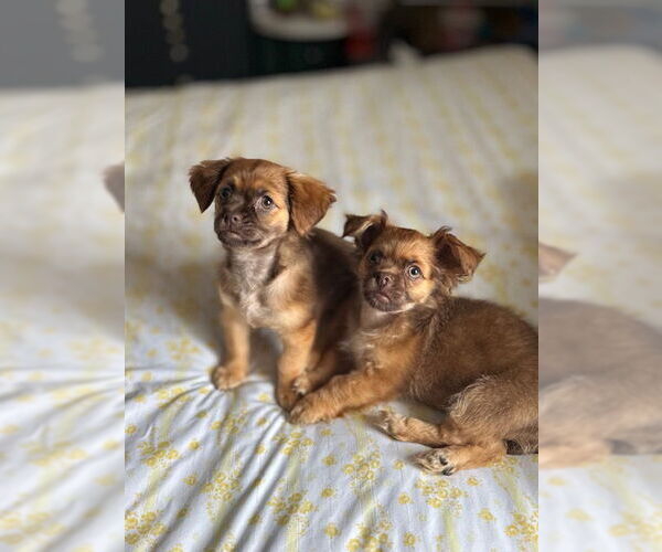 Medium Photo #6 ShiChi Puppy For Sale in Oakhurst, NJ, USA