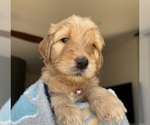 Puppy Britney Spears Goldendoodle
