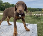 Small Photo #3 Doberman Pinscher Puppy For Sale in BROOKFIELD, MO, USA