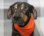 Small Plott Hound Mix