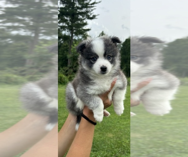 Medium Photo #2 Pomsky Puppy For Sale in NEW COLUMBIA, PA, USA
