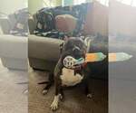 Small Photo #1  Puppy For Sale in , 