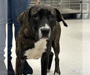 Mutt Dogs for adoption in Washington, DC, USA