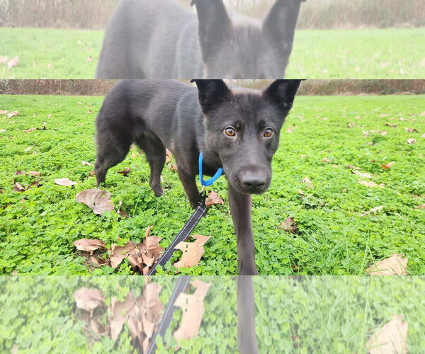 Medium Photo #5 German Shepherd Dog-pomeranian spitz Mix Puppy For Sale in Arlington, WA, USA