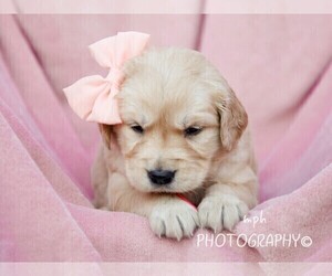 Golden Retriever Puppy for sale in LIBERTY, KY, USA