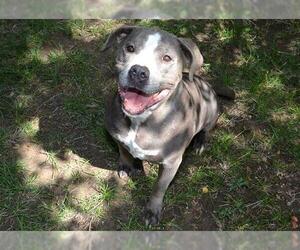 American Pit Bull Terrier Dogs for adoption in West Valley, UT, USA