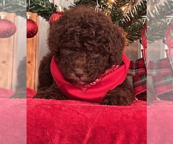 Medium Photo #6 Poodle (Standard) Puppy For Sale in CLEVELAND, TN, USA
