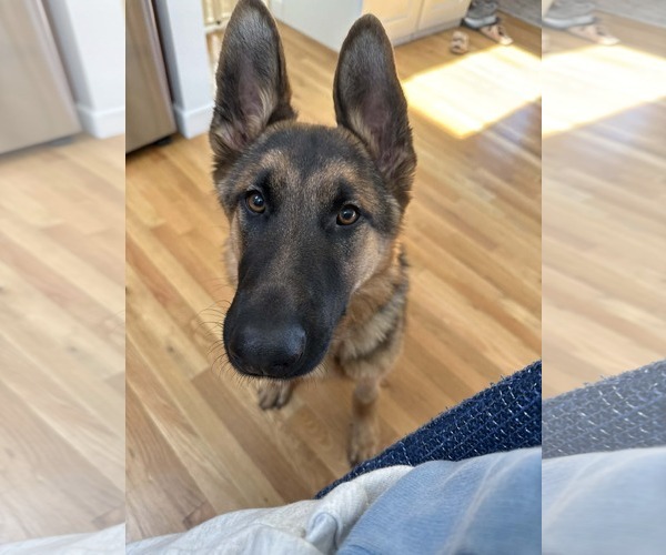 Medium Photo #2 German Shepherd Dog Puppy For Sale in Woodbury, NY, USA