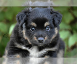 Small Photo #8 Miniature American Shepherd Puppy For Sale in BENTON CITY, WA, USA