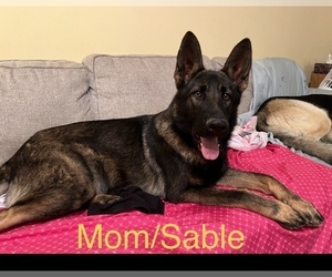 Mother of the German Shepherd Dog puppies born on 03/27/2023