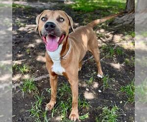 Labrador Retriever-Unknown Mix Dogs for adoption in Conroe, TX, USA