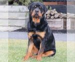 Small Photo #1 Rottweiler Puppy For Sale in CHAMBERSBURG, PA, USA