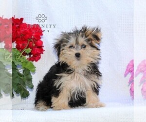 Morkie Puppy for sale in RISING SUN, MD, USA