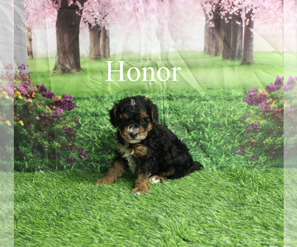 Medium Photo #5 Poodle (Toy) Puppy For Sale in CHANUTE, KS, USA