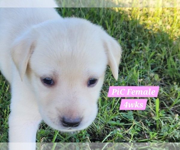 Medium Photo #41 Labrador Retriever Puppy For Sale in EDGEWOOD, TX, USA