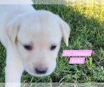 Small Photo #41 Labrador Retriever Puppy For Sale in EDGEWOOD, TX, USA
