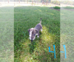 Small Photo #9 Great Dane Puppy For Sale in STOCKTON, MO, USA