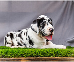 Small #6 Great Dane
