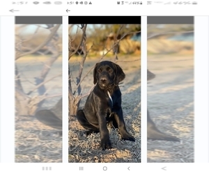 Goldendoodle-Labrador Retriever Mix Puppy for sale in MAMMOTH, AZ, USA