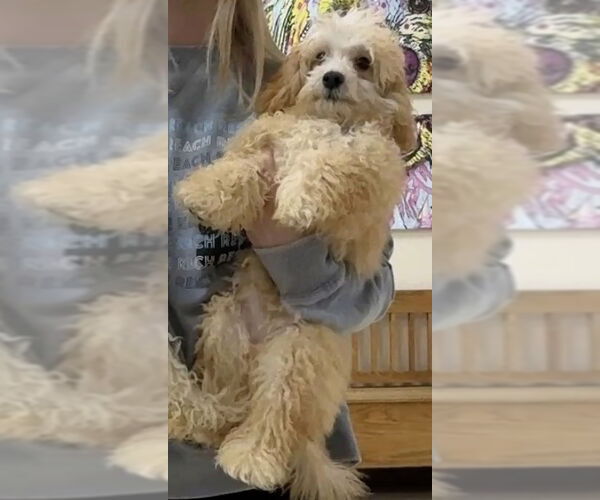 Medium Photo #2 Mutt Puppy For Sale in Mundelein, IL, USA