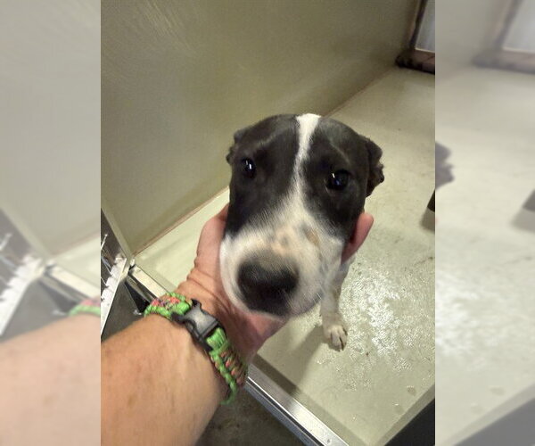 Medium Photo #1 Mutt Puppy For Sale in Bakersfield, CA, USA