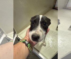 Mutt Dogs for adoption in Bakersfield, CA, USA