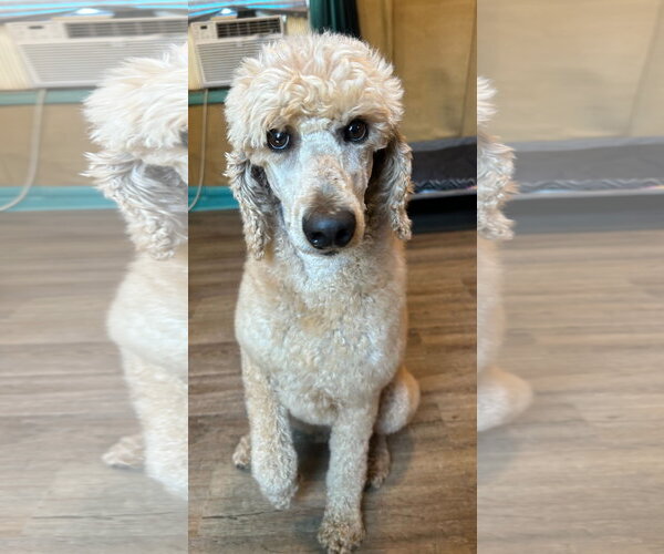 Medium Photo #7 Poodle (Standard) Puppy For Sale in Pacolet, SC, USA