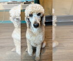 Small #6 Poodle (Standard)