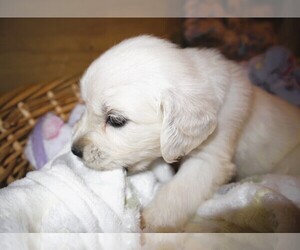 English Cream Golden Retriever Puppy for Sale in LANCASTER, Wisconsin USA