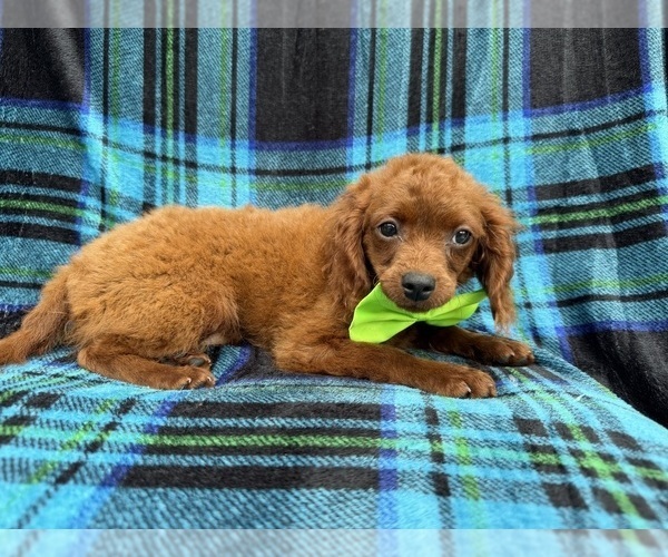 Medium Photo #6 Cavapoo (Miniature) Puppy For Sale in LAKELAND, FL, USA