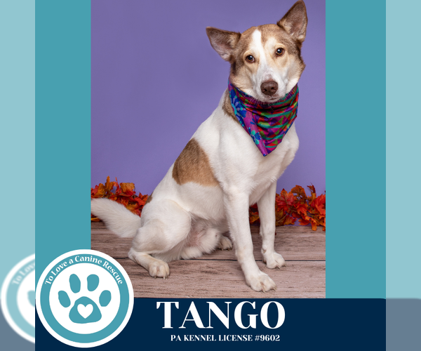 Medium Photo #5 Huskies -Unknown Mix Puppy For Sale in Kimberton, PA, USA