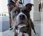 Small #6 American Pit Bull Terrier Mix