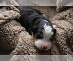 Small Photo #10 Bernedoodle Puppy For Sale in ELMWOOD, IL, USA