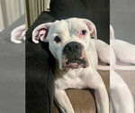 Small #2 Boxer