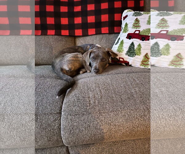 Medium Photo #29 American Pit Bull Terrier-Chihuahua Mix Puppy For Sale in Germantown, OH, USA