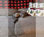 Small #28 American Pit Bull Terrier-Chihuahua Mix